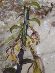 Epidendrum fritzianum
