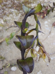 Epidendrum fritzianum