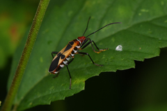 Dysdercus mimus