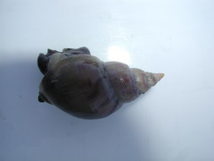 Buccinanops cochlidium