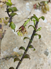 Epidendrum fritzianum