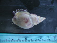 Buccinanops cochlidium