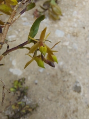 Epidendrum rhombochilum