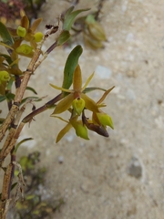 Epidendrum rhombochilum
