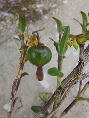 Epidendrum rhombochilum