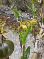 Epidendrum rhombochilum