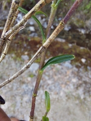 Epidendrum rhombochilum