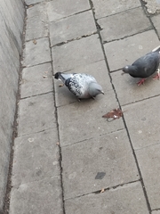 Columba livia domestica