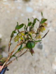 Epidendrum rhombochilum