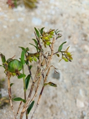 Epidendrum rhombochilum