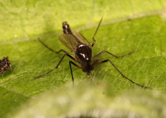 Clinotanypus nervosus