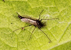 Clinotanypus nervosus