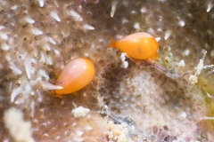 Cystiscinae