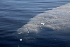 Trichechus manatus