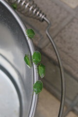 Glaucias subpunctatus