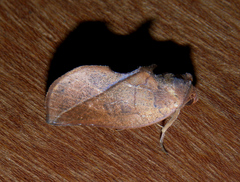 Apela