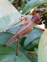 Ensifera