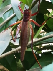 Ensifera