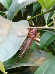Ensifera