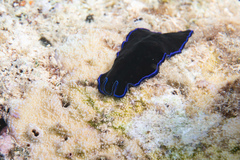 Pseudoceros caeruleocinctus