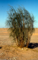 Retama raetam