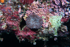 Lobophyllia vitiensis