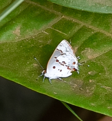 Ministrymon megacles