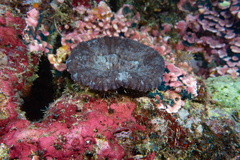 Lobophyllia vitiensis