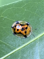 Aspidimorpha westwoodi