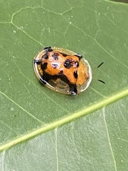 Aspidimorpha westwoodi