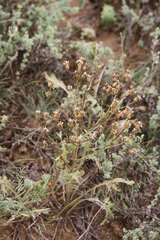 Klasea erucifolia