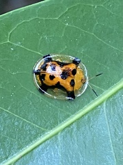 Aspidimorpha westwoodi