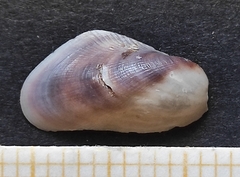 Gregariella barbata