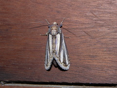 Rifargia picta