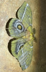 Gonimbrasia conradsi