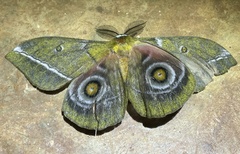 Gonimbrasia conradsi