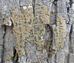 Bathelium carolinianum