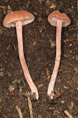 Laccaria trichodermophora