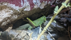 Schistocerca shoshone