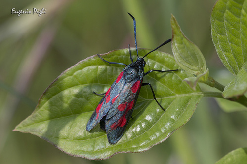 Slender Scotch Burnet, Provincia di Verona, Italia, photo 9 of 10