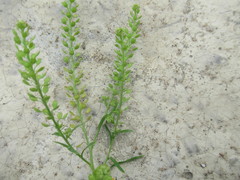 Lepidium apetalum