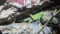 Schistocerca shoshone