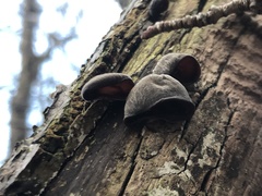 Auricularia auricula-judae