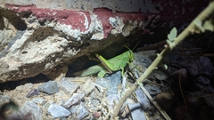 Schistocerca shoshone