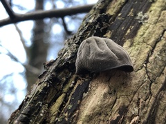 Auricularia auricula-judae