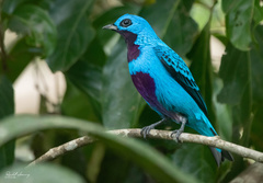 Cotinga ridgwayi