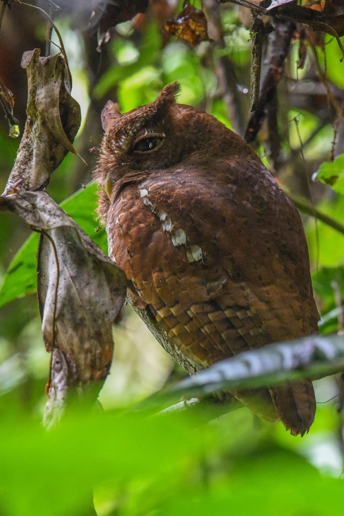 Middle American Screech-Owl illustration