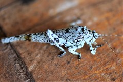 Dissonulichen hebardi