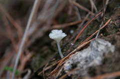 Hemimycena ignobilis