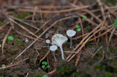Hemimycena ignobilis